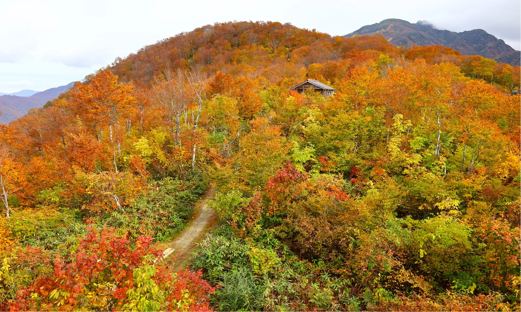 紅葉の山の様子