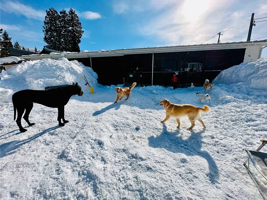 ペットが遊んでいる様子