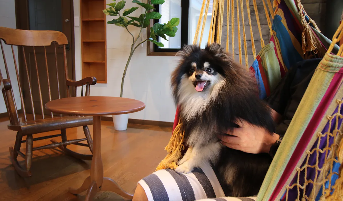 Current Resort West ペットの写真